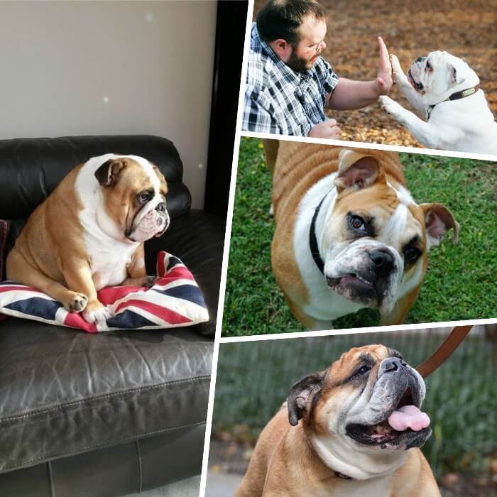 bulldog inglés sentado sobre el sofá