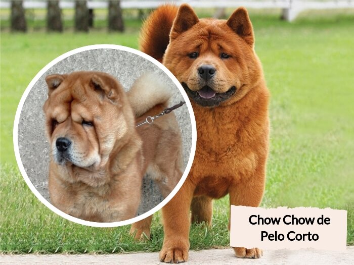 chow chow de pelo corto atado con correa