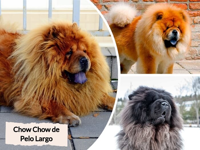 chow chow peludo acostado y con la lengua afuera