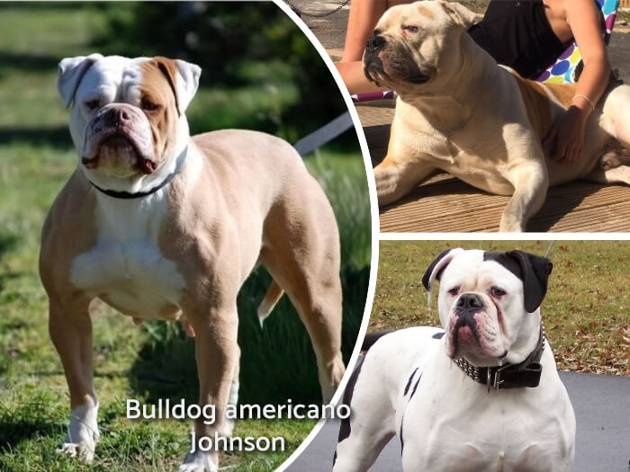 bulldog Johnson bicolor parado y alerta