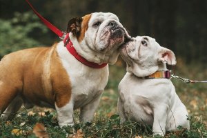 bulldogs jugando y paseando en la naturaleza