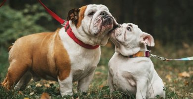 bulldogs jugando y paseando en la naturaleza