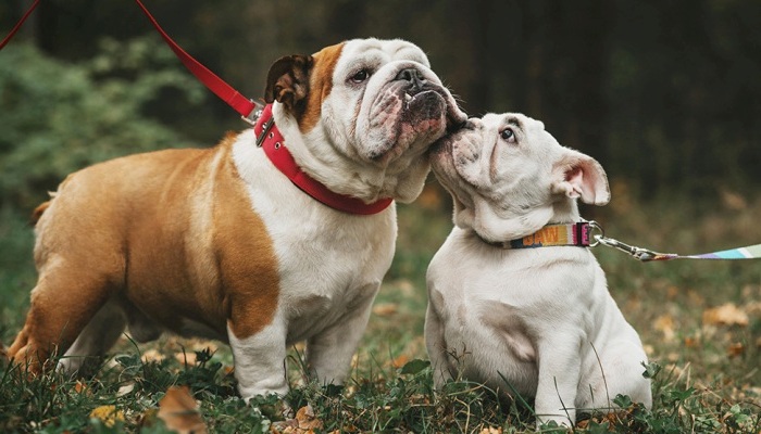 bulldogs jugando y paseando en la naturaleza