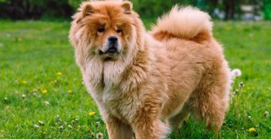 hermoso perro chow chow de erguido sobre la hierba