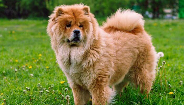 hermoso perro chow chow de erguido sobre la hierba