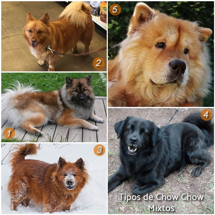 imagen collage con chow chow mixtos