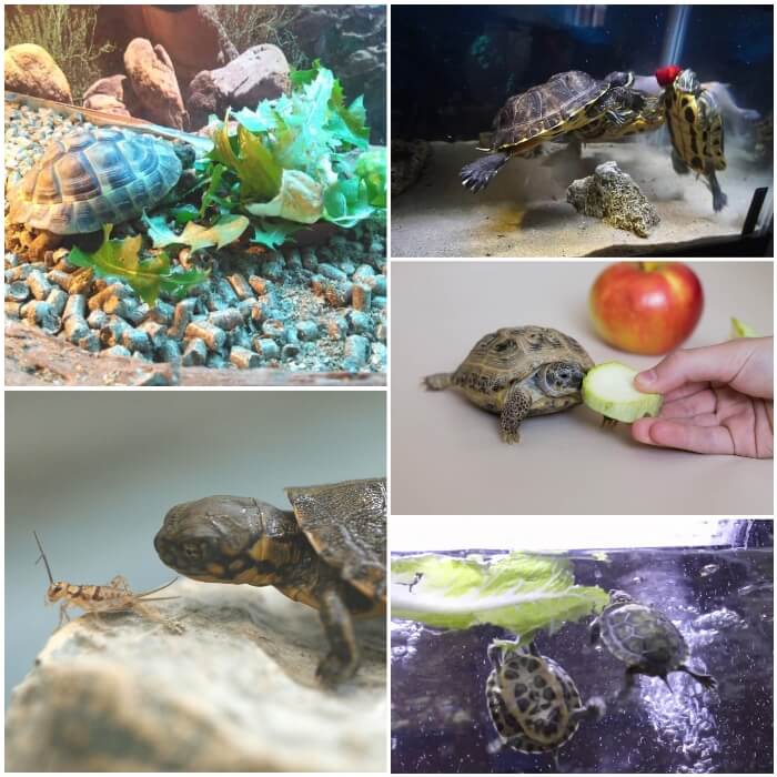 Qué necesito para albergar una tortuga de agua en casa? - Tiendanimal