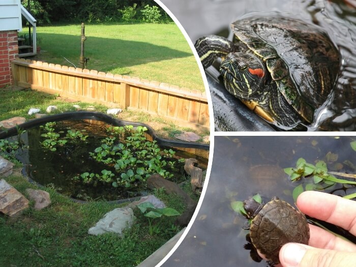 estanque para tortugas con plantas y rocas