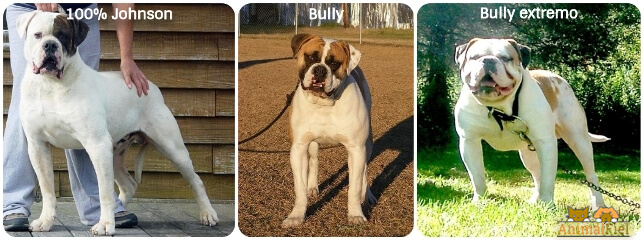 imagen collage versiones del bulldog americano Johnson