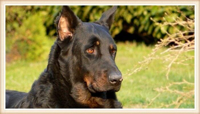 perro beauceron de expresión aguda y poderosa