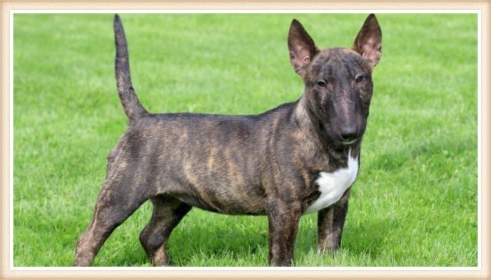 bull terrier atigrado con orejas y cola levantadas