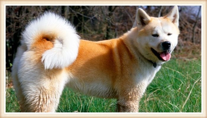 perro akita inu de abrigo blanco y dorado