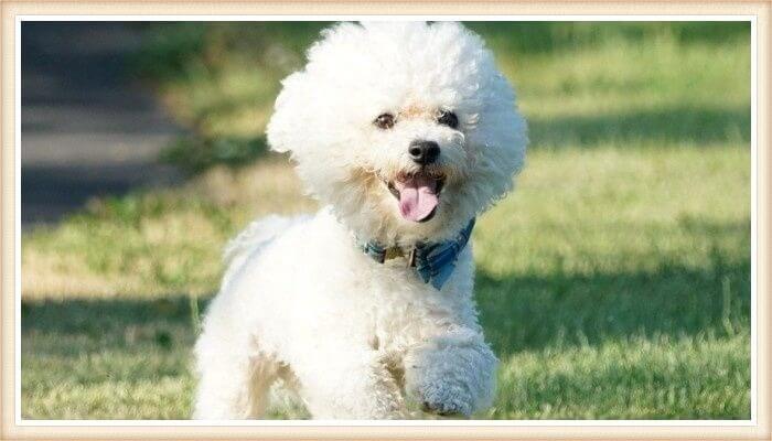 bichón frisé feliz caminando al aire libre