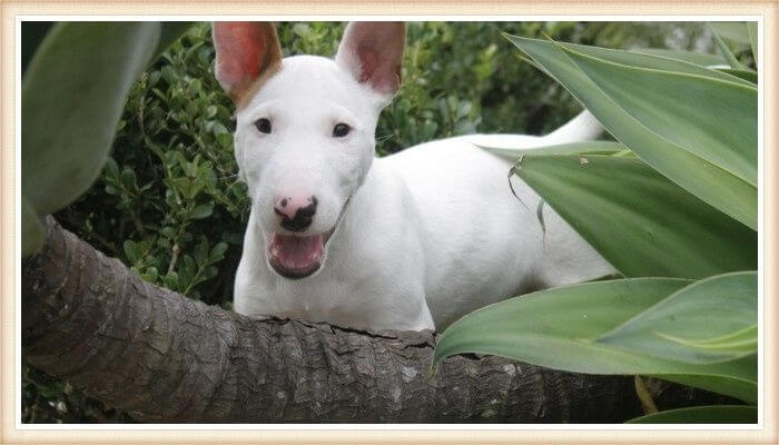 bull terrier blanco puro parado entre vegetación