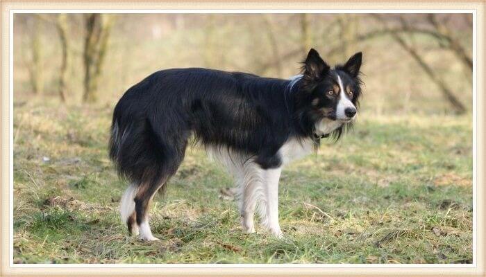 border collie caminando en la naturaleza