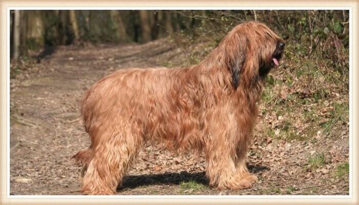 perro briard con abrigo dorado-marrón