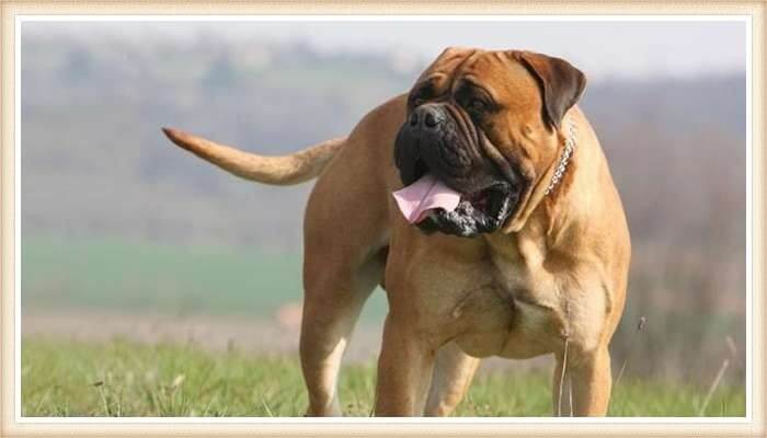 perro bullmastiff con la lengua afuera