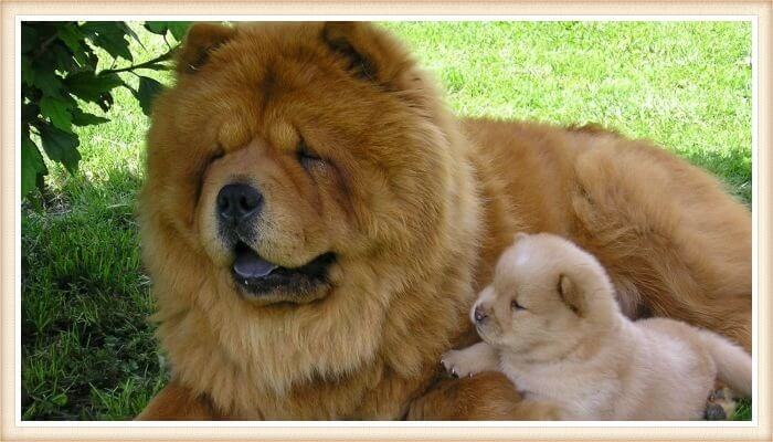 hermoso perro chow chow echado junto a un cachorro