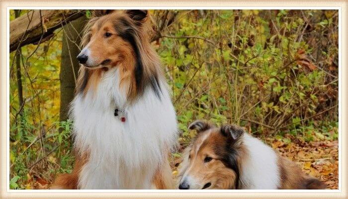 dos collies de pelo largo descansando en medio de la naturaleza