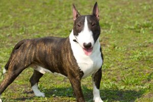 bull terrier atigrado y blanco parado sobre el césped