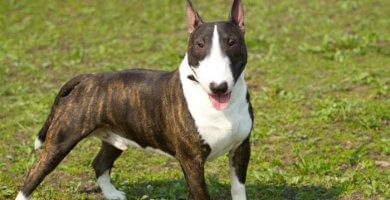 bull terrier atigrado y blanco parado sobre el césped