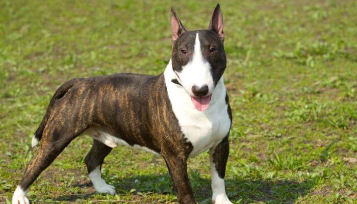 bull terrier atigrado y blanco parado sobre el césped