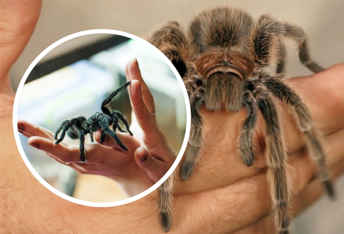 persona manipulando a una tarántula mascota