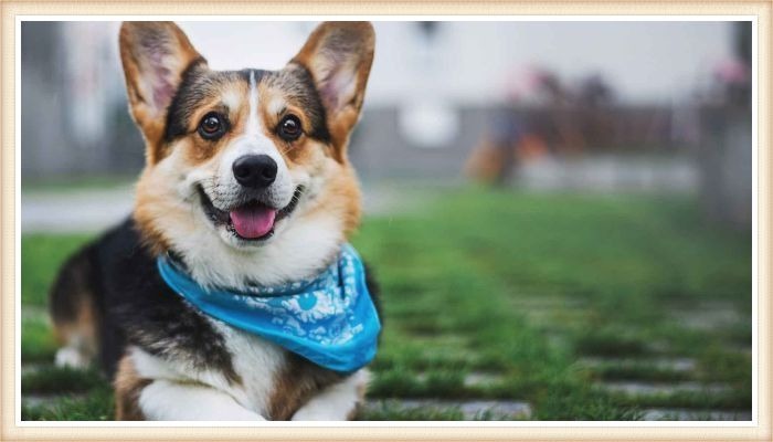 corgi sonriente con collar azul