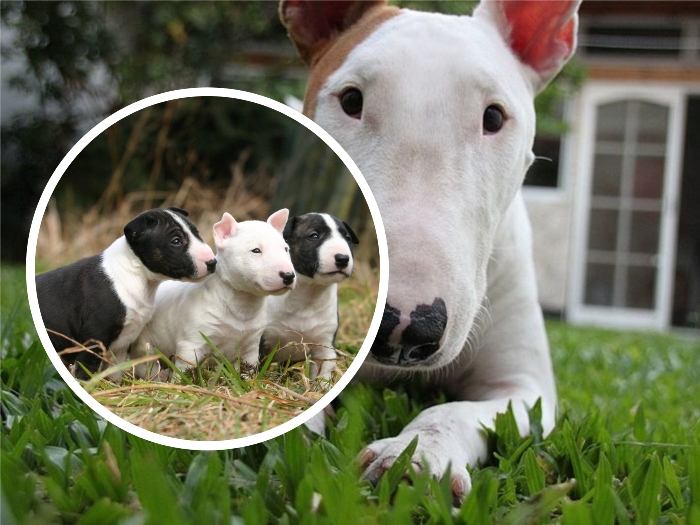 3 cachorros bull terrier sobre el pasto