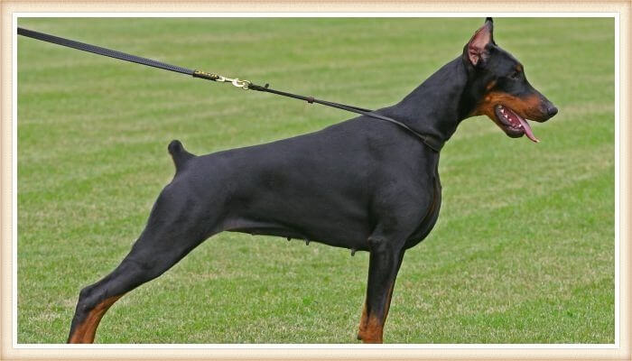 hermoso doberman parado en posición alerta