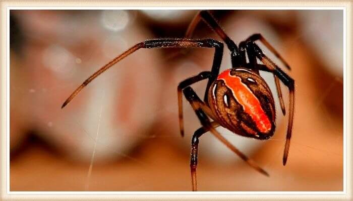 araña mostrando su franja naranja vibrante en la espalda