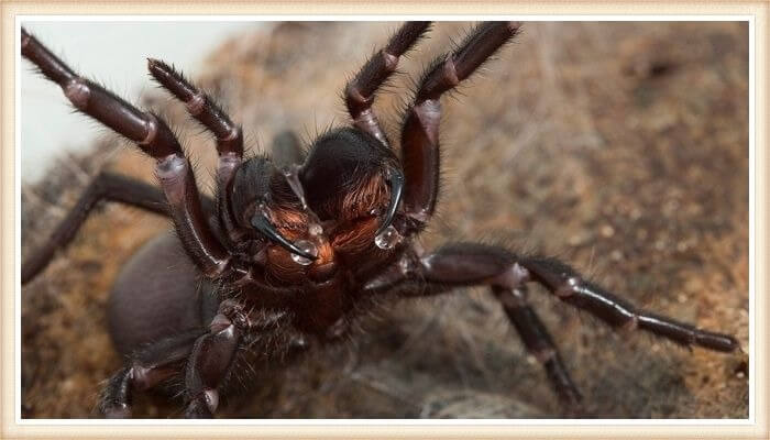 araña de color marrón oscuro con las patas levantadas