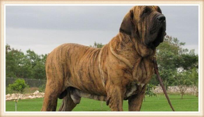 gran fila brasileño paseando con correa