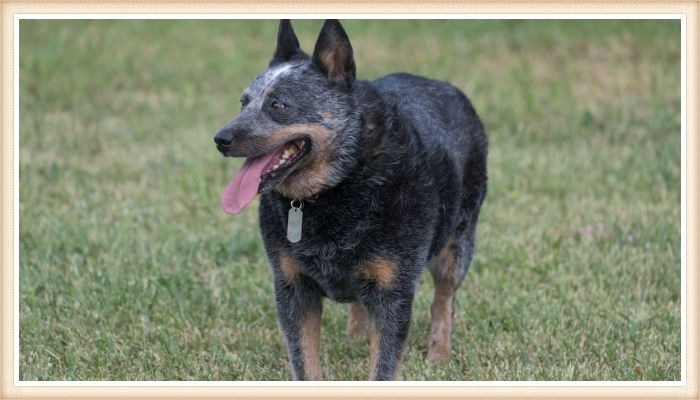 perro ganadero australiano con la lengua afuera