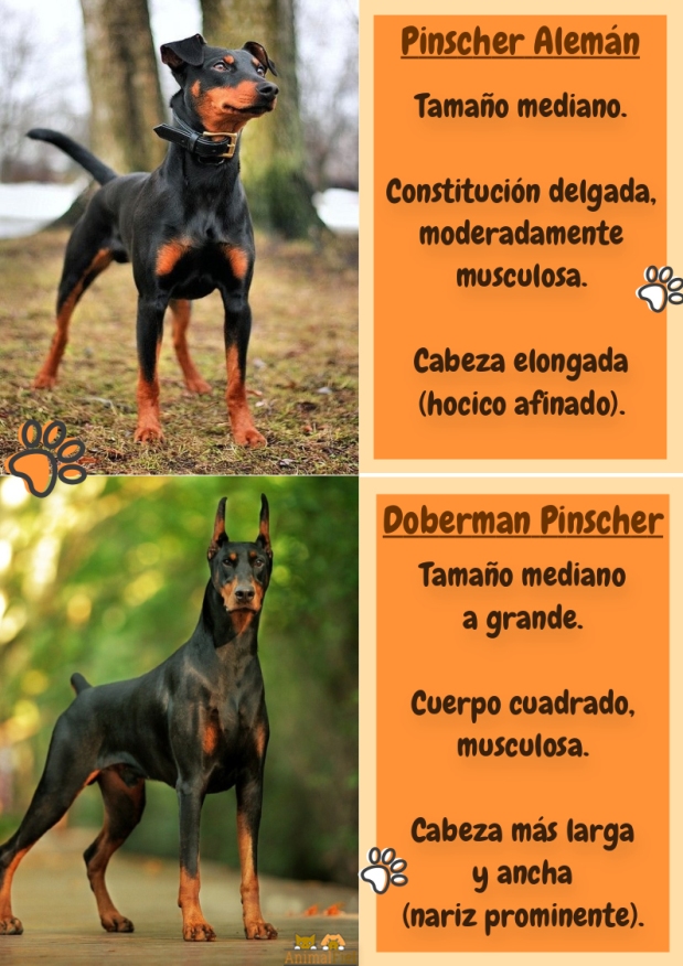 imagen comparativa entre pinscher alemán y doberman pinscher