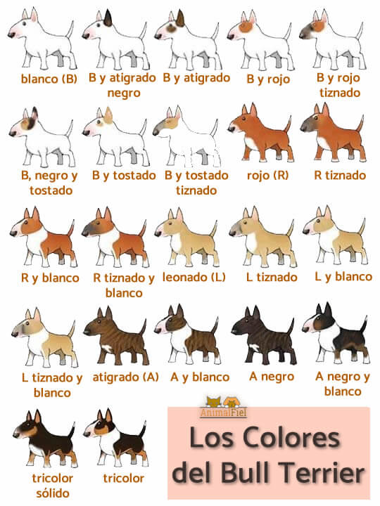 imagen de todos los colores del bull terrier