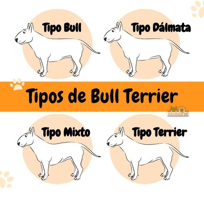 imagen diseño con 4 tipos de bull terrier