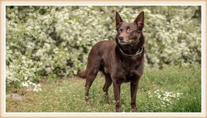 bonito kelpie australiano de color chocolate