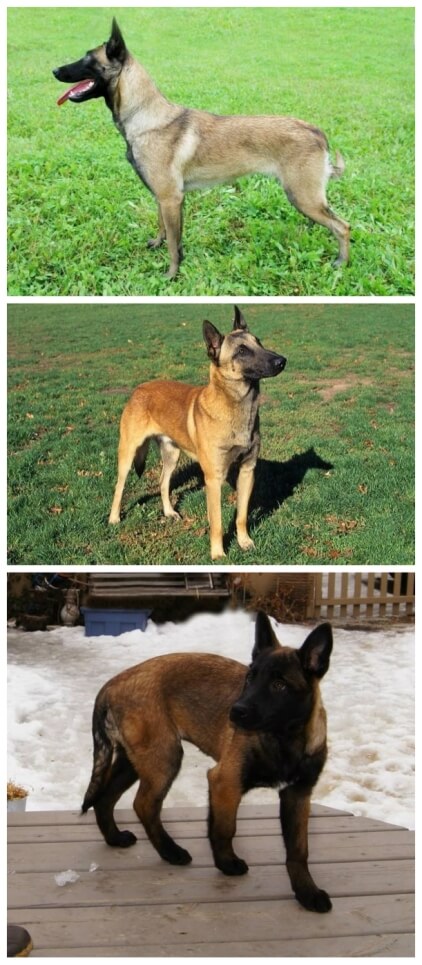 hermoso pastor belga malinois de máscara y patas muy negras