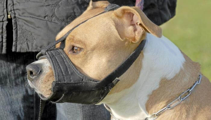 perro pitbull usando bozal