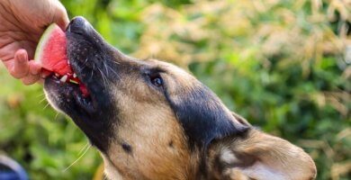 perro comiendo sandía de la mano de su dueño