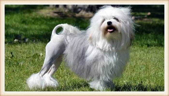 pequeño perro león con corte de pelo atractivo