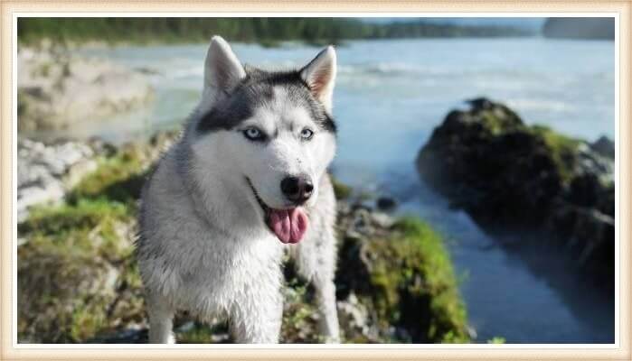 malamute de alaska caminando junto al río