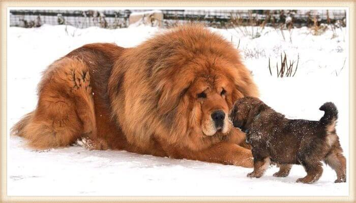 impresionante mastín tibetano echado sobre la nieve