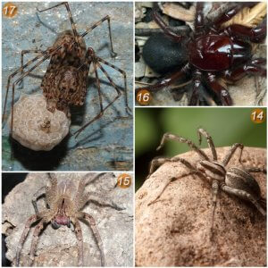 17 Tipos de Arañas Más Comunes (Inofensivas y Venenosas) + Fotos