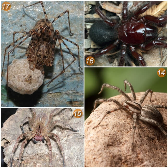 imagen collage con especies de arañas