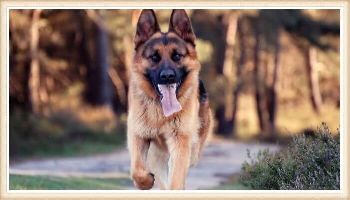 perro pastor alemás caminando con la lengua afuera