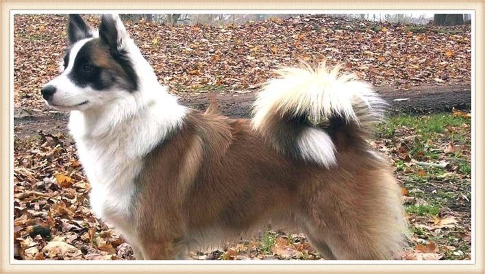 perro pastor islandés de hermoso pelaje tricolor