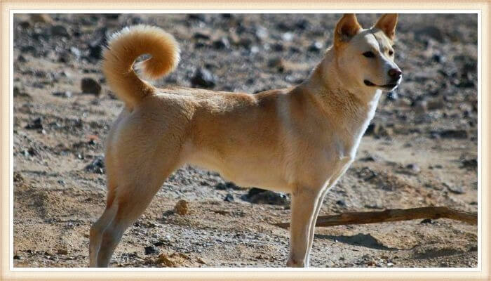 perro de Canaan vigilante sobre el terreno