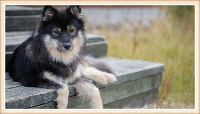 perro finlandés de Laponia descansando en una escalera